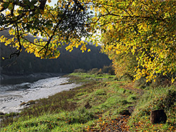 Autumnal leaves