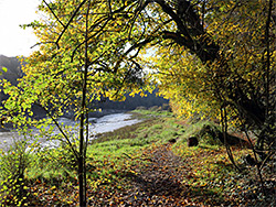 Trees by the river