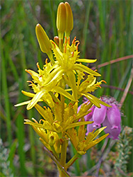 Bog asphodel