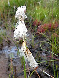 Cotton grass