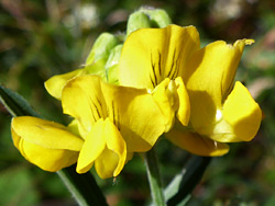 Meadow vetchling