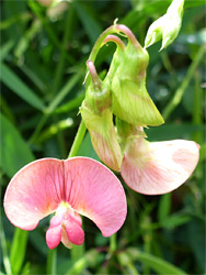 Narrow-leaved everlasting pea