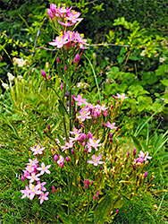 Common centaury