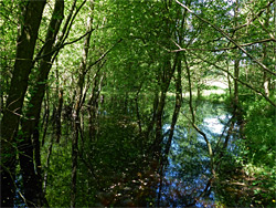 Flooded trees