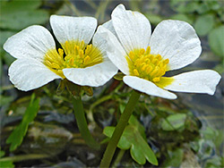 Water crowfoot