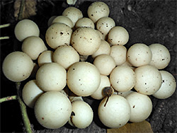 Stump puffball