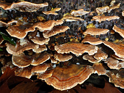 Turkeytail