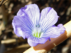 Pale flax