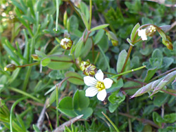 Fairy flax