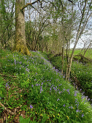 Bluebell-lined path