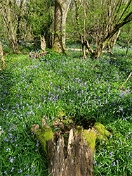 Bluebells, Littley Wood