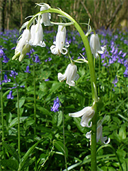 White bluebell