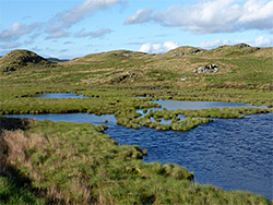 Marshy pond