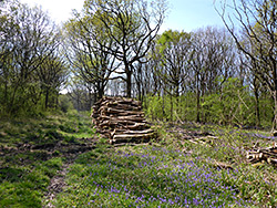 Woodpile