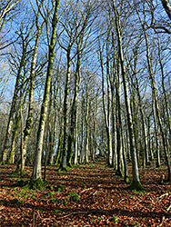 Leafless trees