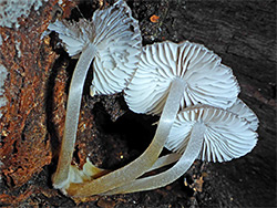 Common bonnet