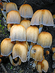 Glistening inkcap