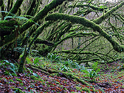 Mossy branches