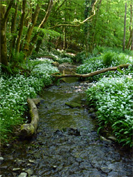 Logs by the stream