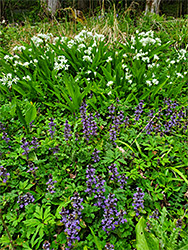 Bugle and wild garlic