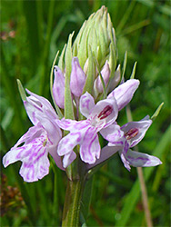 Developing orchid flowers
