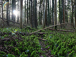 Mossy forest floor