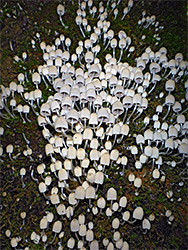 Fairy inkcap