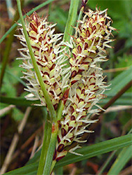 Glaucous sedge