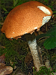 Orange oak bolete