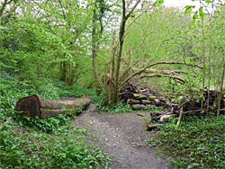 Logs and trees