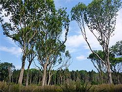 Isolated trees