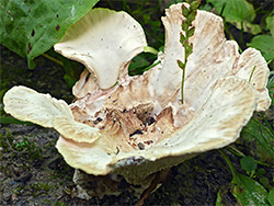 Polypore