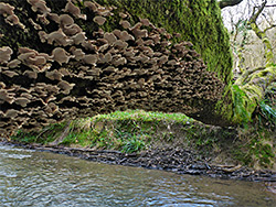 Fungus-covered tree trunk