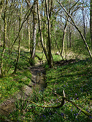 Celandines beside a stream