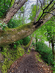 Leaning trees