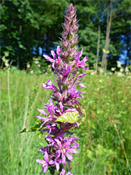 Purple loosestrife