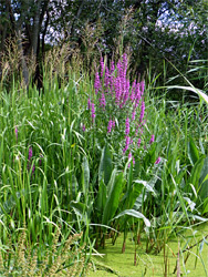 Purple loosestrife