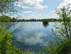 Trees by Mallard Lake