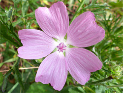 Musk mallow