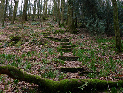 Log and steps