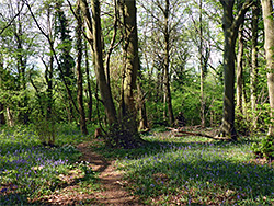 Bluebells