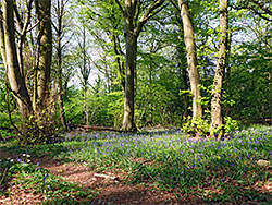 Sun on bluebells