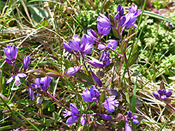 Milkwort