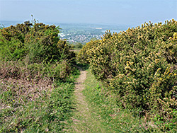 Path to the wood