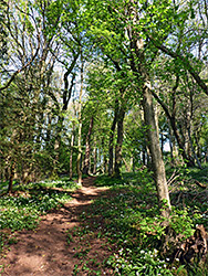 Trees by the path