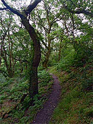 Woodland path