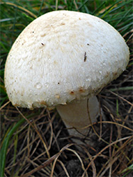 Horse mushroom