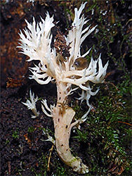 Crested coral