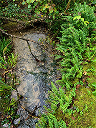 Ferns by the stream