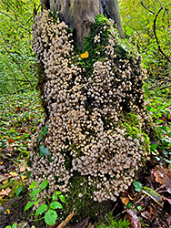 Many inkcaps